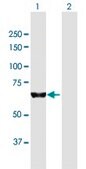 Anti-KIAA0020 antibody produced in mouse purified immunoglobulin, buffered aqueous solution