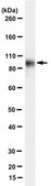 Anti-Plakophilin-3 Antibody, clone 7F6 clone 7F6, from mouse
