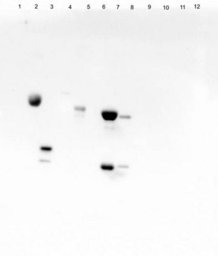 大豆（ Glycine max ）源凝集素（大豆） peroxidase conjugate, lyophilized powder
