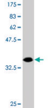 Monoclonal Anti-DIP2A antibody produced in mouse clone 4E6, purified immunoglobulin, buffered aqueous solution