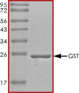 GST 蛋白，无标签 recombinant, expressed in E. coli, &#8805;70% (SDS-PAGE), buffered aqueous glycerol solution