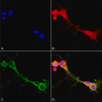 Monoclonal Anti-Glun2A/Nr2A - Percp antibody produced in mouse clone S327-95, purified immunoglobulin