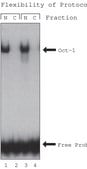  NuCLEAR™提取试剂盒 For mammalian tissue or cultured cells
