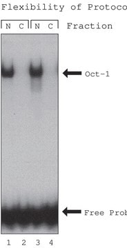  NuCLEAR&#8482;提取试剂盒 For mammalian tissue or cultured cells