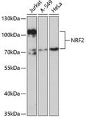 抗-兔产生的NRF2抗体