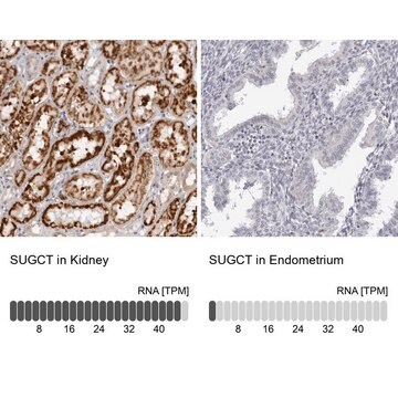 Anti-SUGCT antibody produced in rabbit Prestige Antibodies® Powered by Atlas Antibodies, affinity isolated antibody, buffered aqueous glycerol solution, ab1