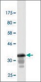 Monoclonal Anti-GML, (C-terminal) antibody produced in mouse clone 1E7, purified immunoglobulin, buffered aqueous solution