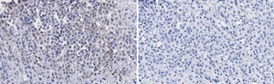 Anti-SSNA1 Antibody, clone 4C4 ZooMAb® Rabbit Monoclonal recombinant, expressed in HEK 293 cells