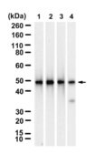 Anti-NCF-1 Antibody, clone 2B8 ZooMAb&#174; Rabbit Monoclonal recombinant, expressed in HEK 293 cells