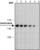 Monoclonal Anti-DHX9/RHA antibody produced in rat clone 8E3, purified from hybridoma cell culture