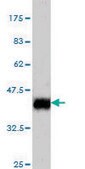 ANTI-ISL1 antibody produced in mouse clone 8A3, purified immunoglobulin, buffered aqueous solution
