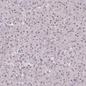 Anti-SCAF11 antibody produced in rabbit Prestige Antibodies® Powered by Atlas Antibodies, affinity isolated antibody, buffered aqueous glycerol solution