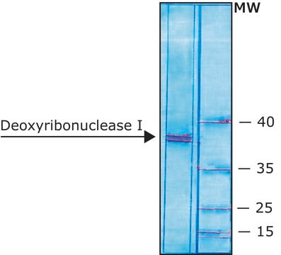 脱氧核糖核酸酶 I 牛 recombinant, expressed in Pichia pastoris, buffered aqueous glycerol solution, &#8805;5,000&#160;units/mg protein