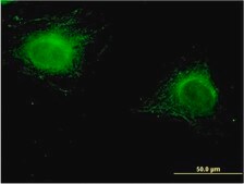 Monoclonal Anti-ZNF239, (N-terminal) antibody produced in mouse clone 2D9, purified immunoglobulin, buffered aqueous solution