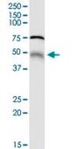 Anti-MGRN1 antibody produced in rabbit purified immunoglobulin, buffered aqueous solution