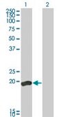 Monoclonal Anti-DUSP3 antibody produced in mouse clone 5B7, ascites fluid