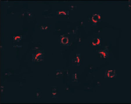 Anti-DCR1 (ab2) antibody produced in rabbit affinity isolated antibody, buffered aqueous solution