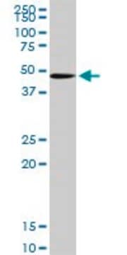 Anti-POFUT1 antibody produced in rabbit purified immunoglobulin, buffered aqueous solution