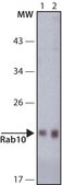 Anti-Rab10 antibody produced in rabbit ~1.0&#160;mg/mL, affinity isolated antibody, buffered aqueous solution