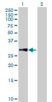 Anti-MRPL10 antibody produced in mouse purified immunoglobulin, buffered aqueous solution