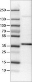 Monoclonal Anti-USP46 antibody produced in mouse Prestige Antibodies&#174; Powered by Atlas Antibodies, clone CL0364, purified immunoglobulin, buffered aqueous glycerol solution