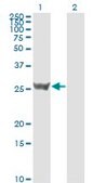 Monoclonal Anti-SFN antibody produced in mouse clone 3C3, purified immunoglobulin, buffered aqueous solution