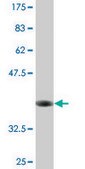 Monoclonal Anti-SFXN3, (N-terminal) antibody produced in mouse clone 4A3, purified immunoglobulin, buffered aqueous solution