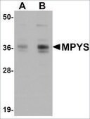 Anti-MPYS antibody produced in rabbit affinity isolated antibody, buffered aqueous solution