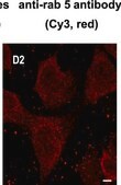Anti-Rab5 antibody, Mouse monoclonal clone Rab5-65, purified from hybridoma cell culture