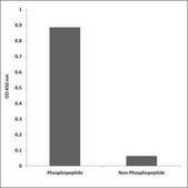 Anti-phospho-IL-13R &#945;1 (pTyr405) antibody produced in rabbit affinity isolated antibody