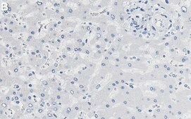 Anti-p-PDHA1-Ser232 Antibody, clone 2D5 ZooMAb&#174; Rabbit Monoclonal recombinant, expressed in HEK 293 cells