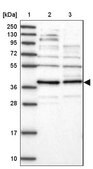 Anti-FAXC antibody produced in rabbit Prestige Antibodies® Powered by Atlas Antibodies, affinity isolated antibody, buffered aqueous glycerol solution