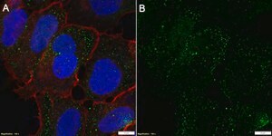 Anti-MCT8/SLC16A2 Antibody, clone 1I9 ZooMAb&#174; Rabbit Monoclonal recombinant, expressed in HEK 293 cells