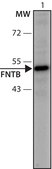 Anti-FNTB (276-290) antibody produced in rabbit IgG fraction of antiserum, buffered aqueous solution