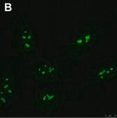 Anti-FTSJ3 Antibody, clone 3F4 ZooMAb® Rabbit Monoclonal recombinant, expressed in HEK 293 cells