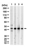 Anti-CD1d1 Antibody, clone 3G23 ZooMAb® Rabbit Monoclonal recombinant, expressed in HEK 293 cells