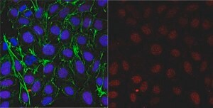 Anti-Thymine-DNA Glycosylase Antibody from rabbit, purified by affinity chromatography