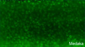 Anti-PCNA antibody produced in rabbit affinity isolated antibody, buffered aqueous solution