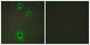Anti-CADM4 antibody produced in rabbit affinity isolated antibody