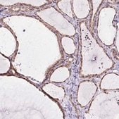 Anti-MYO5C antibody produced in rabbit Prestige Antibodies&#174; Powered by Atlas Antibodies, affinity isolated antibody