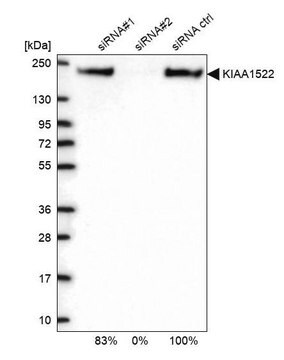 Anti-KIAA1522 antibody produced in rabbit Prestige Antibodies&#174; Powered by Atlas Antibodies, affinity isolated antibody