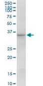 Anti-CAMLG antibody produced in mouse IgG fraction of antiserum, buffered aqueous solution