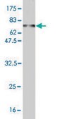 Monoclonal Anti-RBMS1 antibody produced in mouse clone M1, purified immunoglobulin, buffered aqueous solution