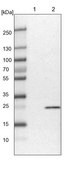 Anti-NT5C antibody produced in rabbit Prestige Antibodies&#174; Powered by Atlas Antibodies, affinity isolated antibody, buffered aqueous glycerol solution