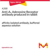 Anti-A1 Adenosine Receptor antibody produced in rabbit affinity isolated antibody, buffered aqueous solution