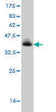 Monoclonal Anti-TMEM1 antibody produced in mouse clone 5B4, purified immunoglobulin, buffered aqueous solution