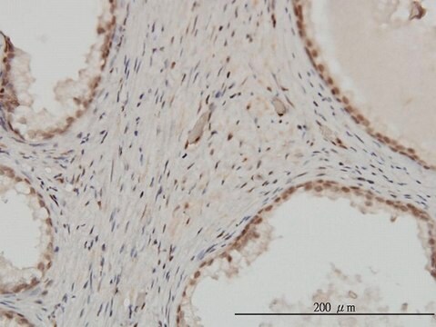 Monoclonal Anti-ZNF202 antibody produced in mouse clone 1E9, purified immunoglobulin, buffered aqueous solution