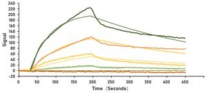 Recombinant 2019-nCoV Spike RBD Protein with mFc tag