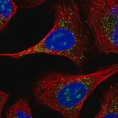 Anti-ERGIC2 antibody produced in rabbit Prestige Antibodies&#174; Powered by Atlas Antibodies, affinity isolated antibody