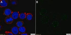 Anti-CD16a Antibody, clone 1E6 ZooMAb&#174; Rabbit Monoclonal recombinant, expressed in HEK 293 cells